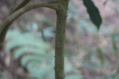 Meliosma callicarpifolia