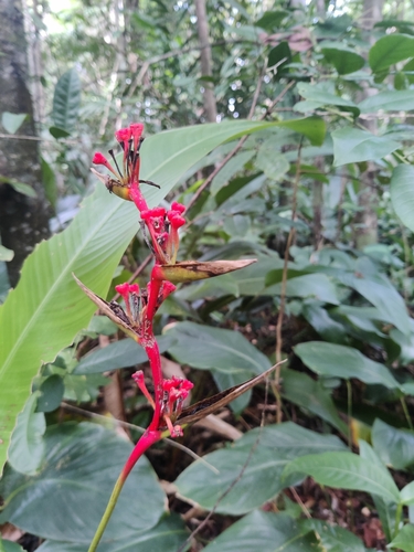 Heliconia richardiana (Heliconia richardiana)