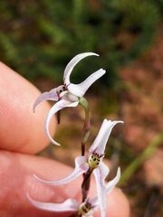 Disa biflora