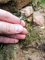 Disa biflora