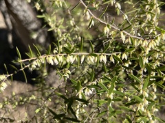 Styphelia biflora