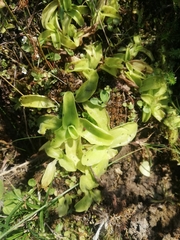 Pinguicula grandiflora