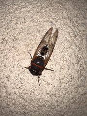 Diceroprocta cleavesi