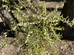Styphelia biflora