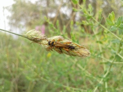 Stenopterus flavicornis