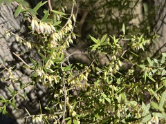Styphelia biflora
