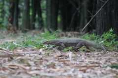 Varanus bengalensis