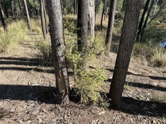 Styphelia biflora