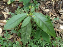 Ardisia brevicaulis