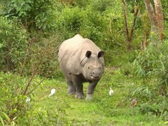 Rhinoceros unicornis