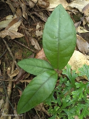 Ardisia brevicaulis