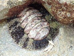 Acanthopleura