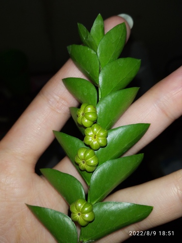 Phyllanthus buxifolius observed 2022-08-09