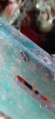 Syrphidae