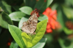 Junonia lemonias