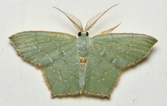 Chloropteryx tepperaria