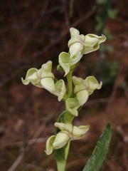 Disperis circumflexa