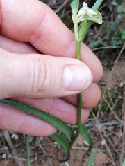 Disperis circumflexa