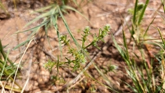 Salsola collina