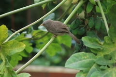 Argya striata