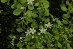 Sedum jaliscanum