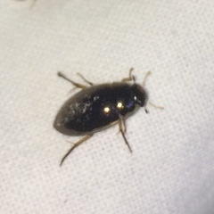 Tropisternus lateralis