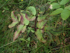 Trioza apicalis