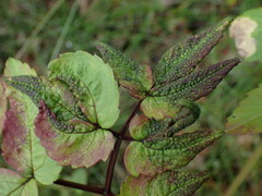 Trioza apicalis