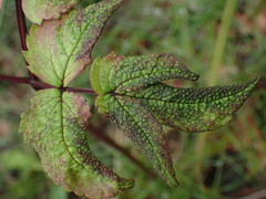 Trioza apicalis