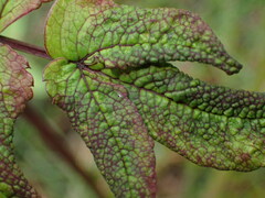 Trioza apicalis