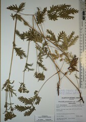 Potentilla litoralis