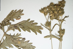 Potentilla litoralis