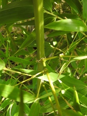 Arundinarieae