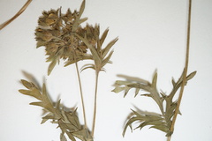 Potentilla litoralis