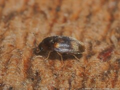 Litargus balteatus