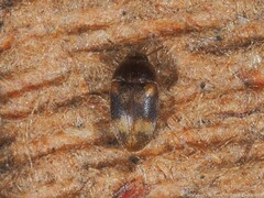 Litargus balteatus