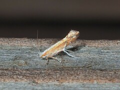 Cameraria quercivorella