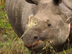 Rhinoceros unicornis