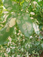 Leucoptera laburnella