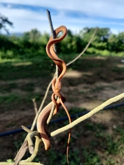 Boiga ochracea