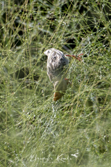 Ploceus philippinus
