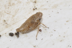 Aphrodinae