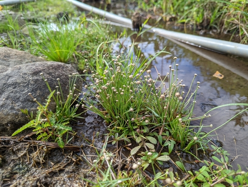 Eriocaulon truncatum iNat (3)