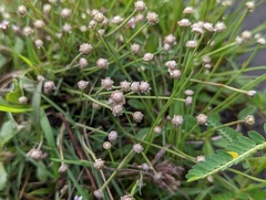 Eriocaulon truncatum