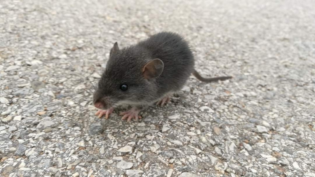 Small White-toothed Rat (Berylmys berdmorei)