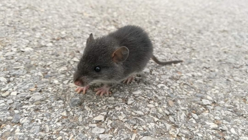 Small White-toothed Rat (Berylmys berdmorei) — Least Concern Mammalia