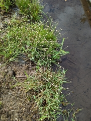 Eriocaulon truncatum