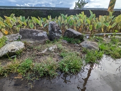 Eriocaulon truncatum