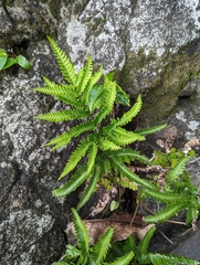 Pteris minor