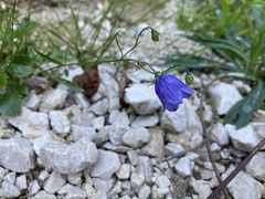 Campanula cochleariifolia